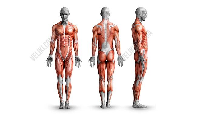 Стійки під штангу WCG RG-200 - дополнительное фото 2