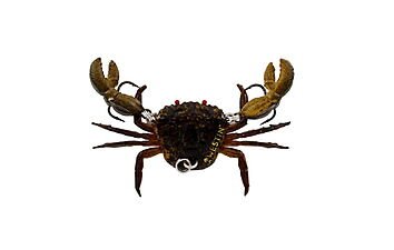 Воблер Westin Coco the Crab 20 мм 6 г