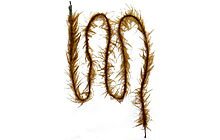 Лідкор Prologic ThaWeed Ready Leader 100cm 40lbs NL 4pcs - дополнительное фото 2