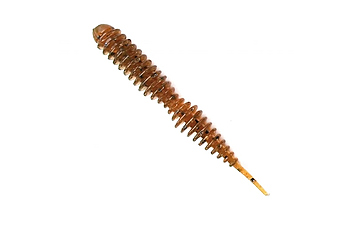 Черв'як Fanatik Dagger 1,6'' 10 шт